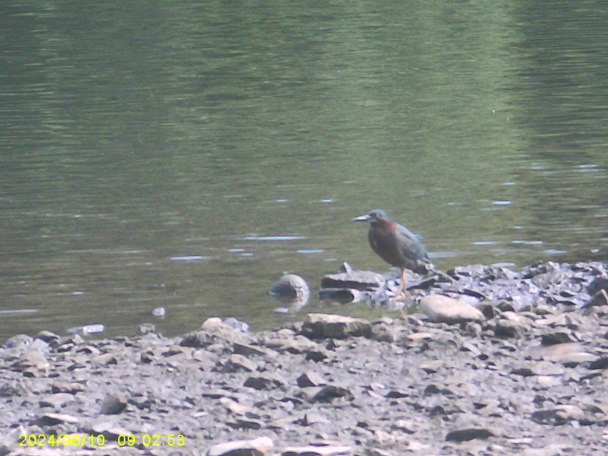 Green Heron - ML620317955