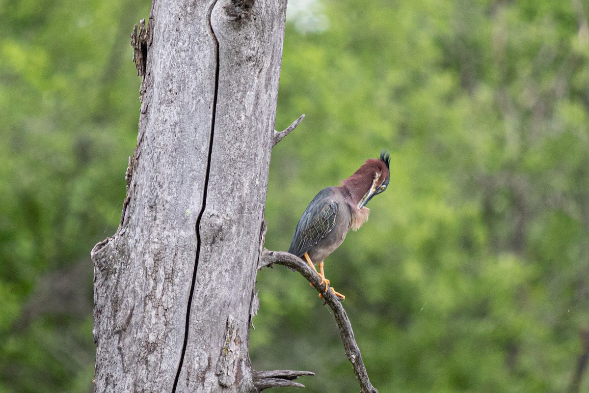 Green Heron - ML620317959