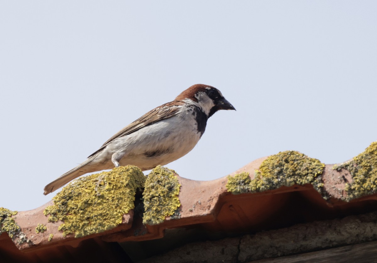 Italian Sparrow - ML620317966