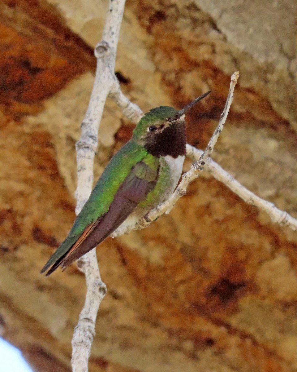 Broad-tailed Hummingbird - ML620317970