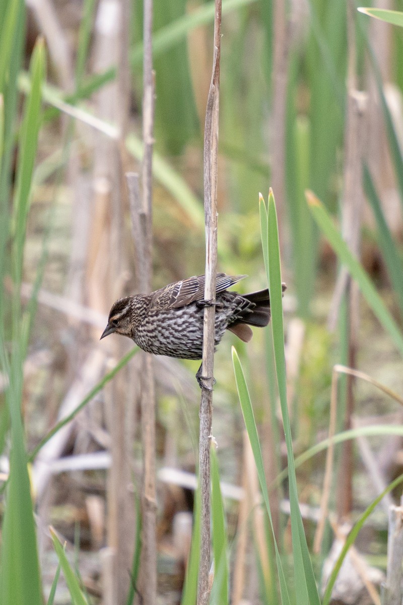 Red-winged Blackbird - ML620317978