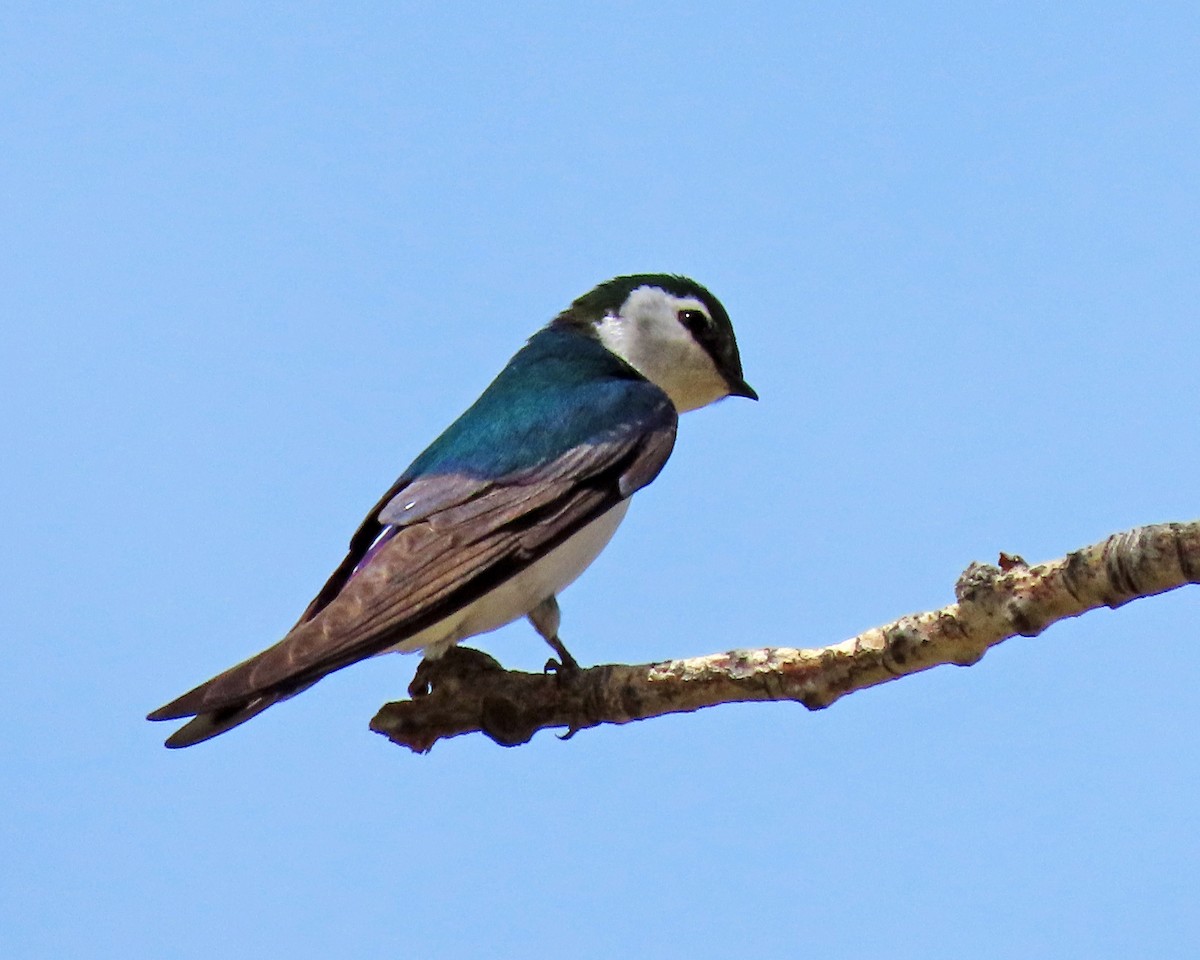Violet-green Swallow - ML620317981