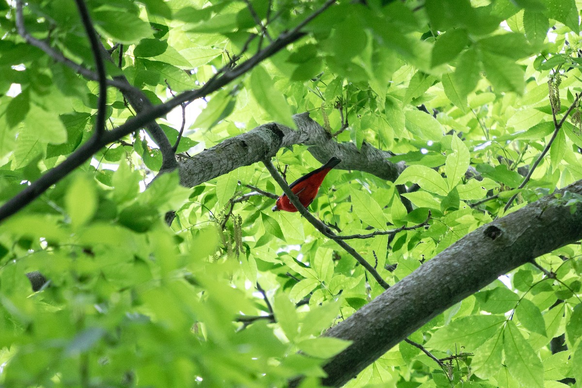 Scarlet Tanager - ML620317984