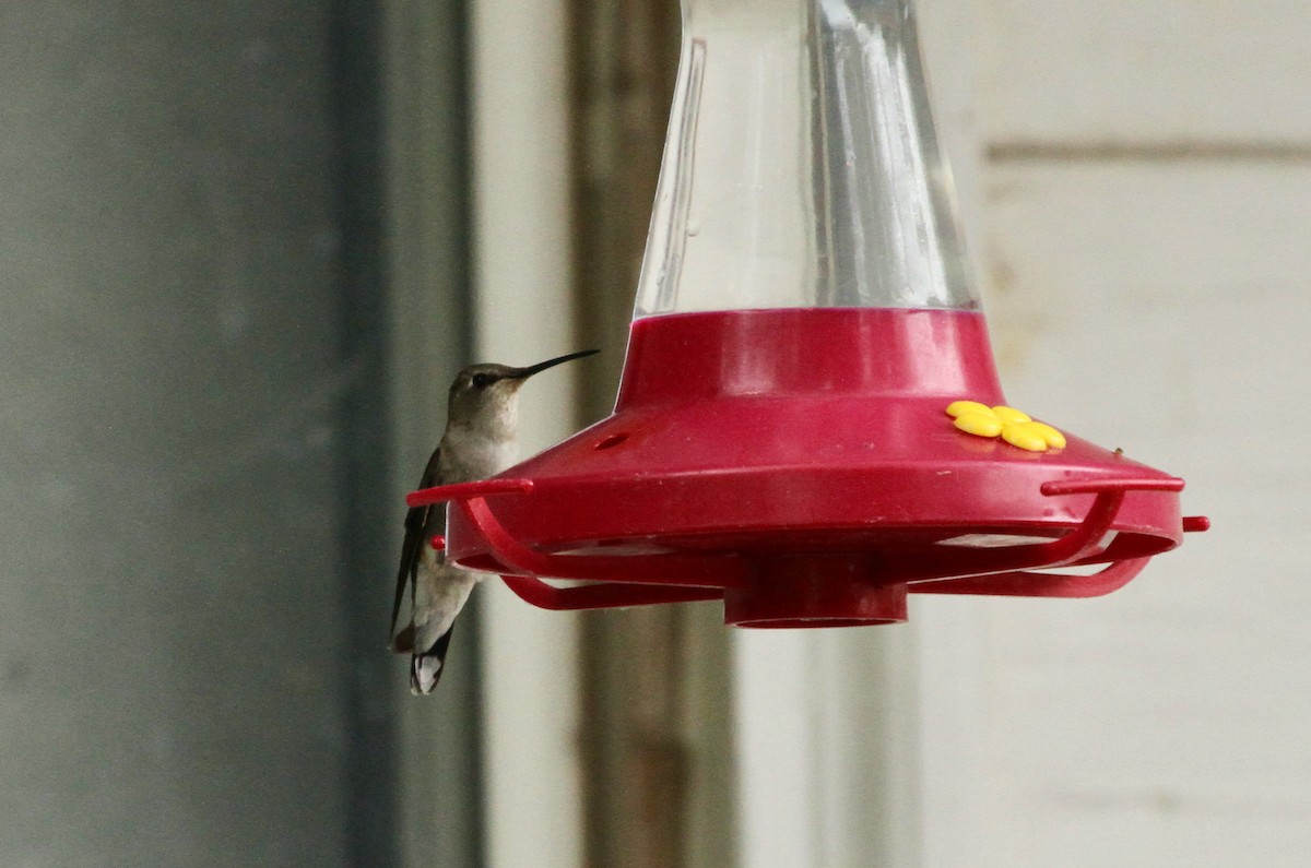 Black-chinned Hummingbird - ML620317985