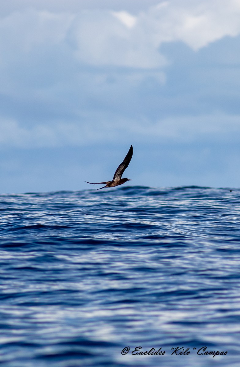 Brown Booby - ML620317990