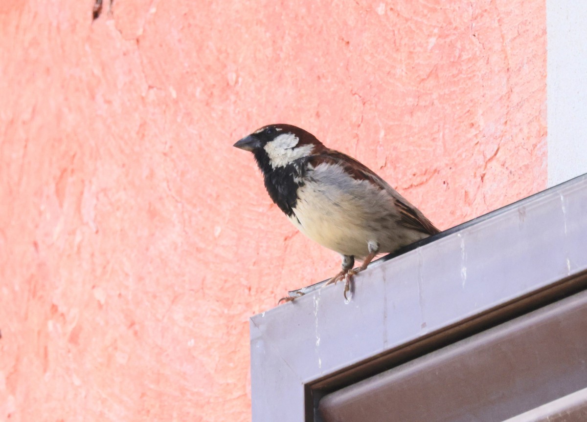 Italian Sparrow - ML620317992