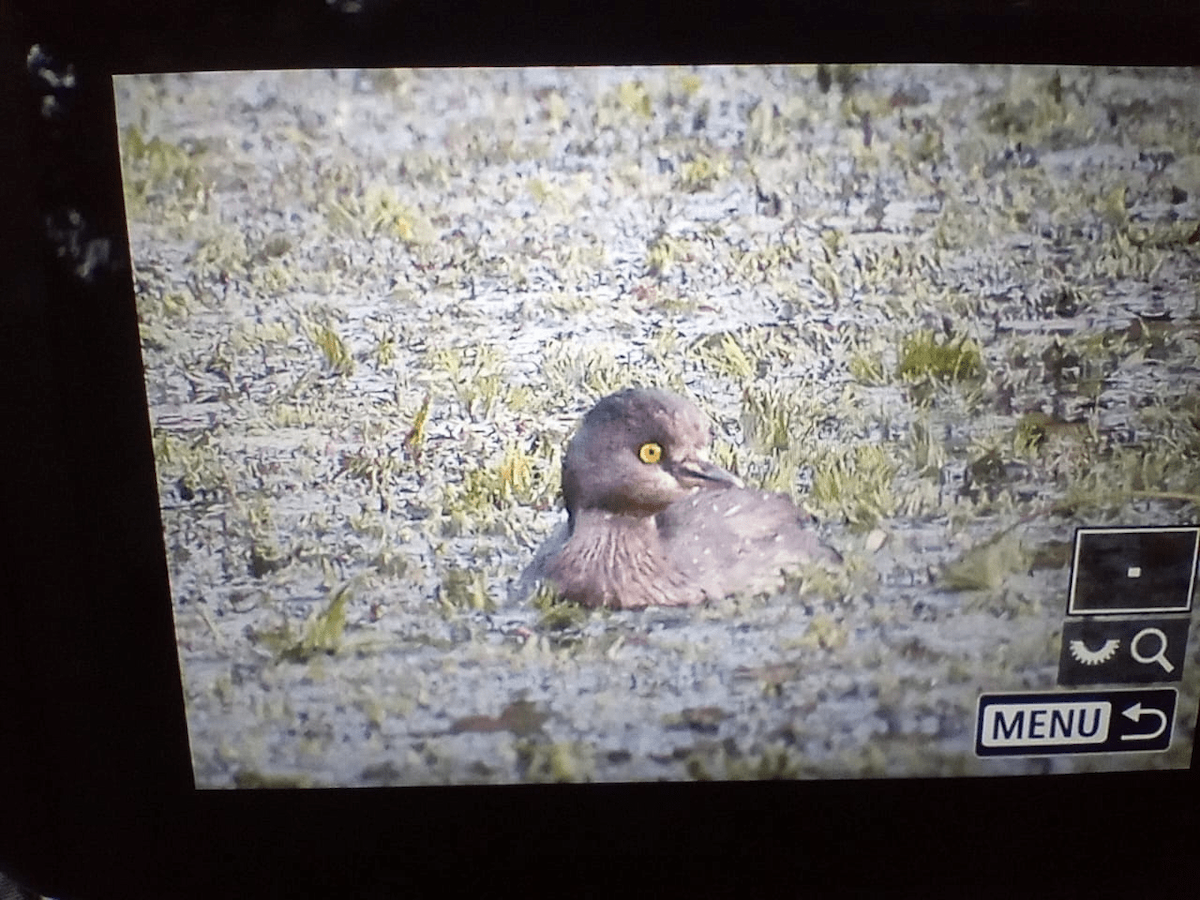 Least Grebe - ML620317993