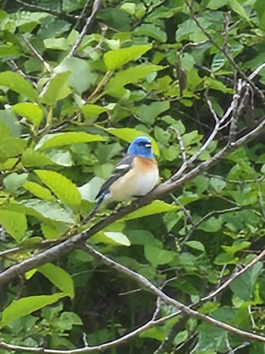 Lazuli Bunting - ML620317995