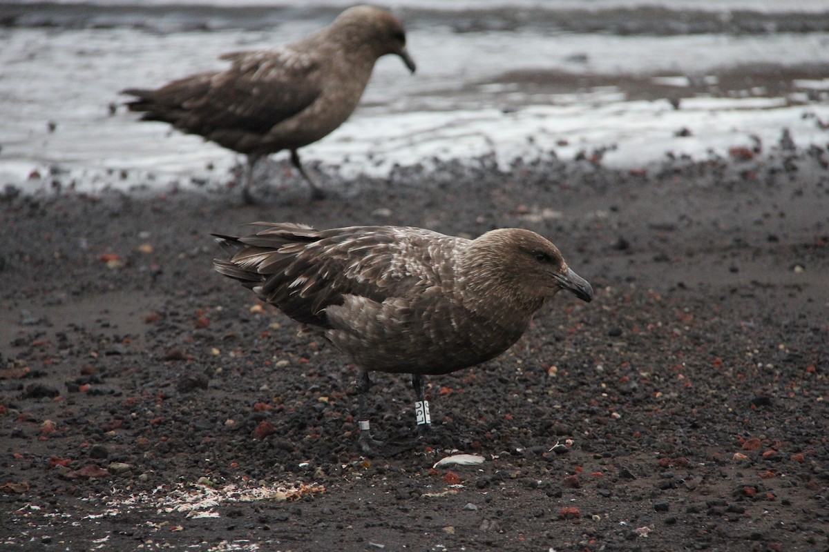 Brown Skua (Subantarctic) - ML620317996