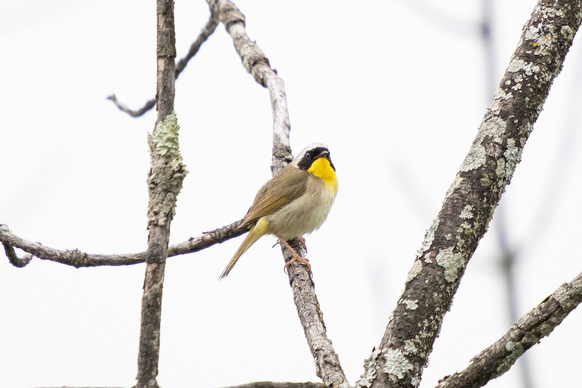 Common Yellowthroat - ML620317998