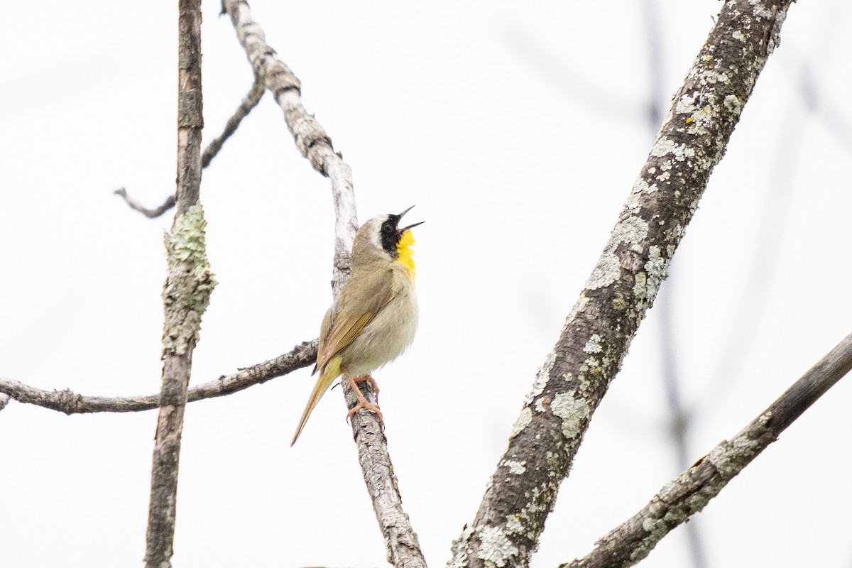 Common Yellowthroat - ML620317999