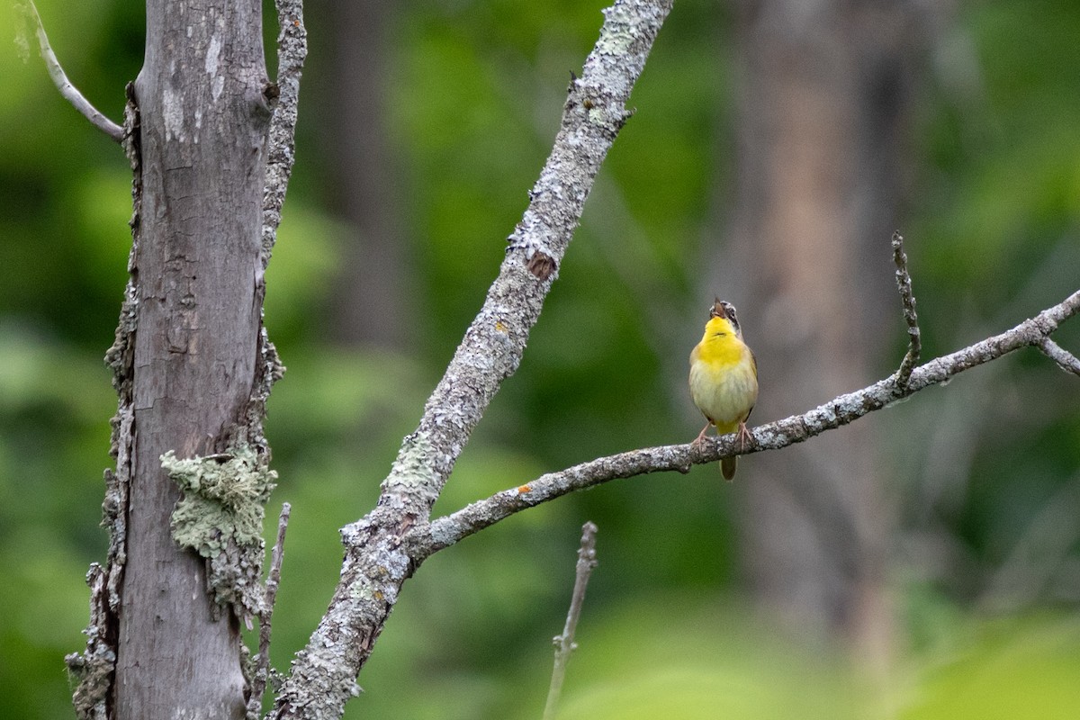 Common Yellowthroat - ML620318000