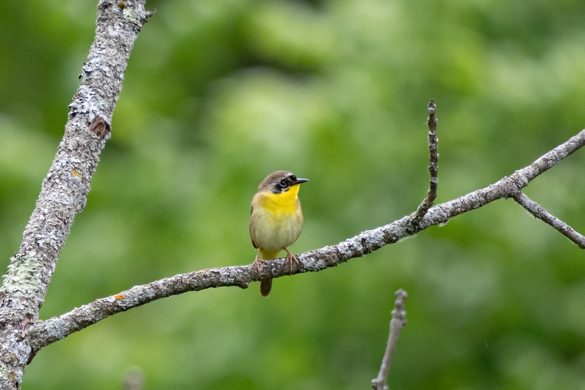 Common Yellowthroat - ML620318001