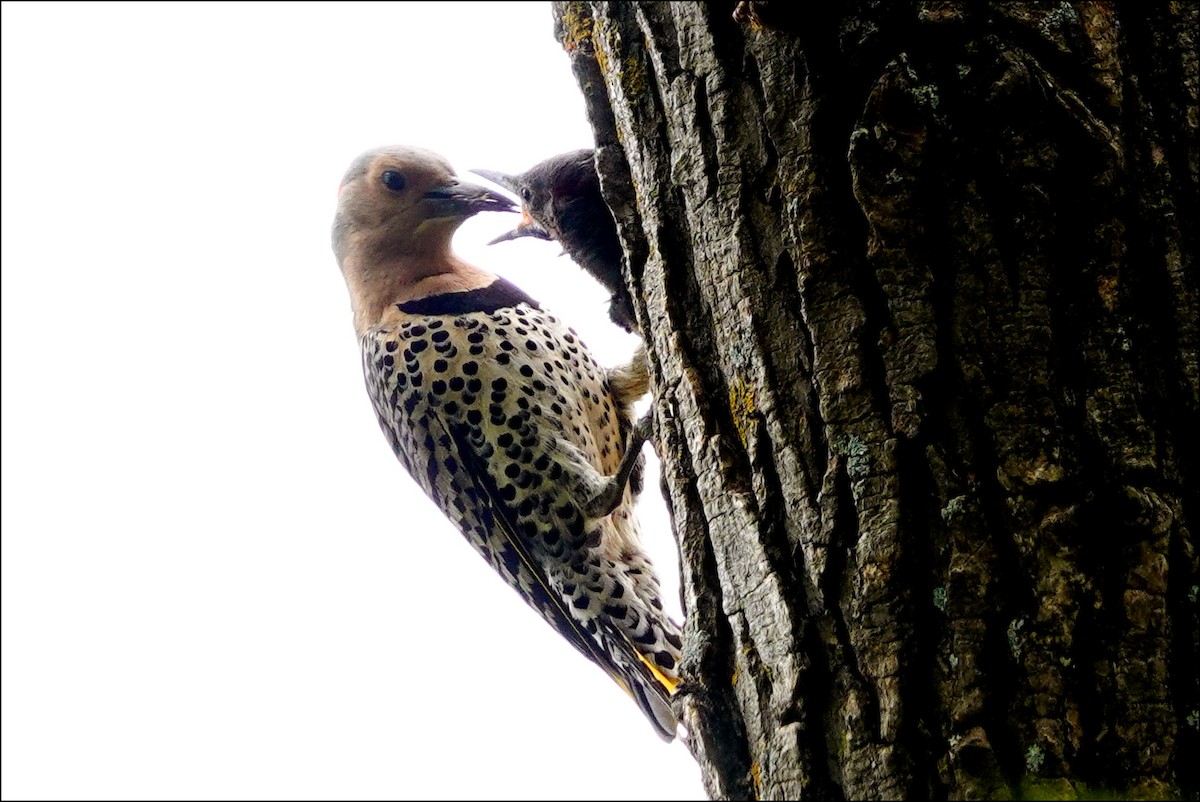 Northern Flicker - ML620318005