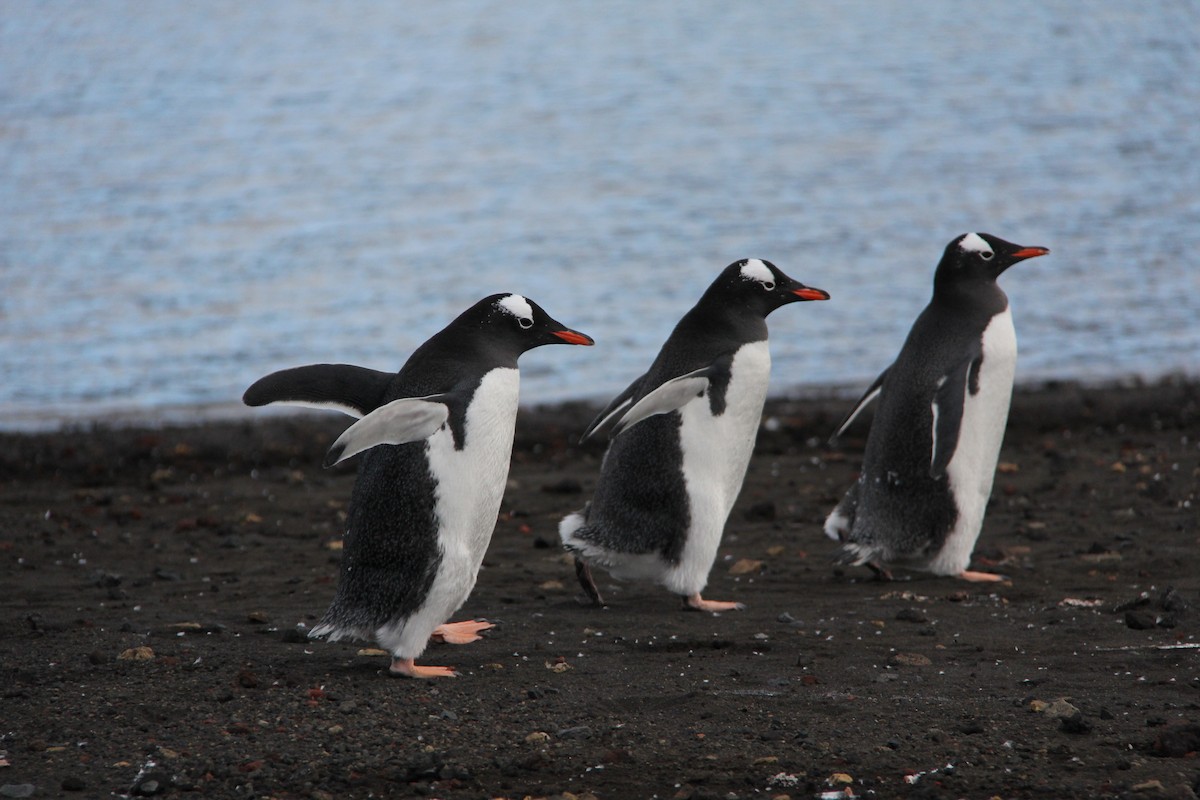 Pingüino Juanito - ML620318012