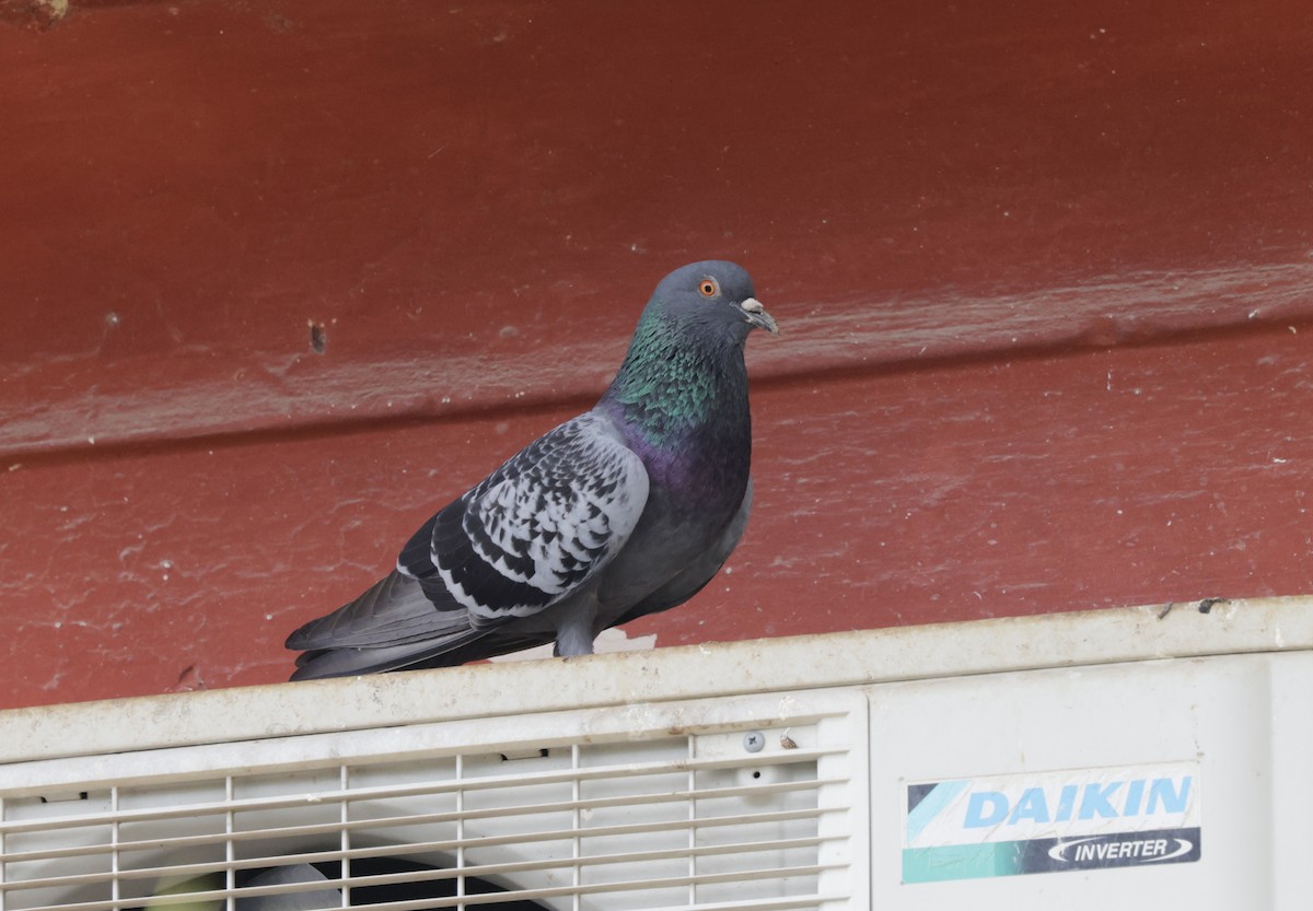 Rock Pigeon (Feral Pigeon) - ML620318013