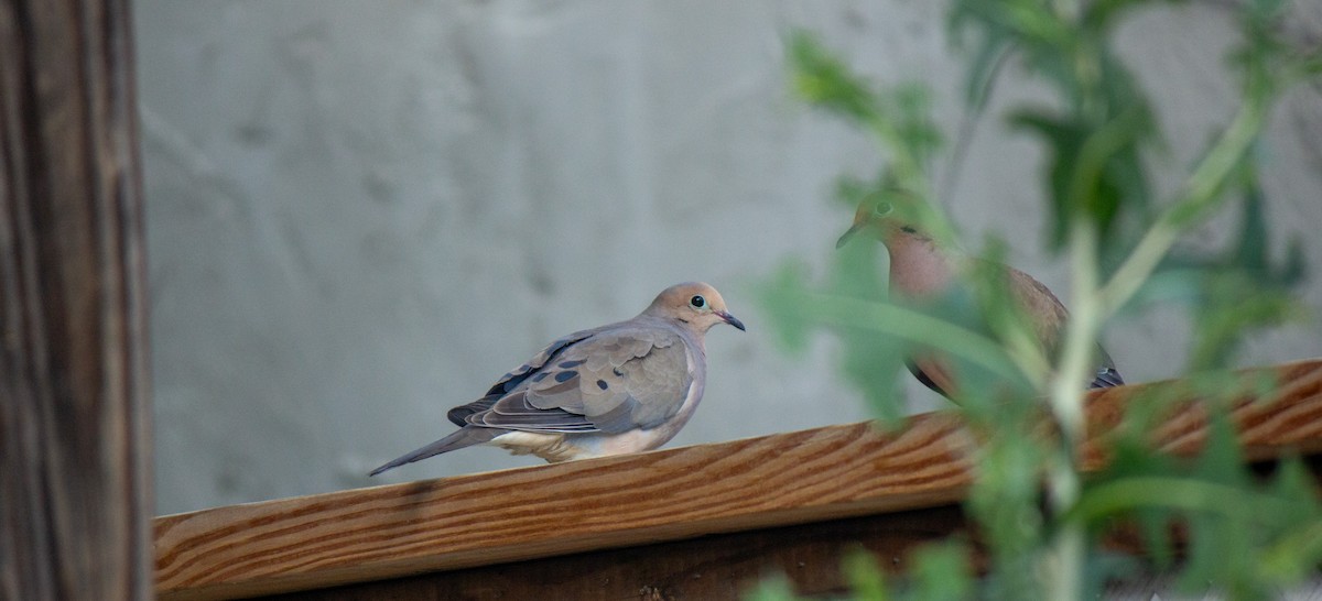 Mourning Dove - ML620318018