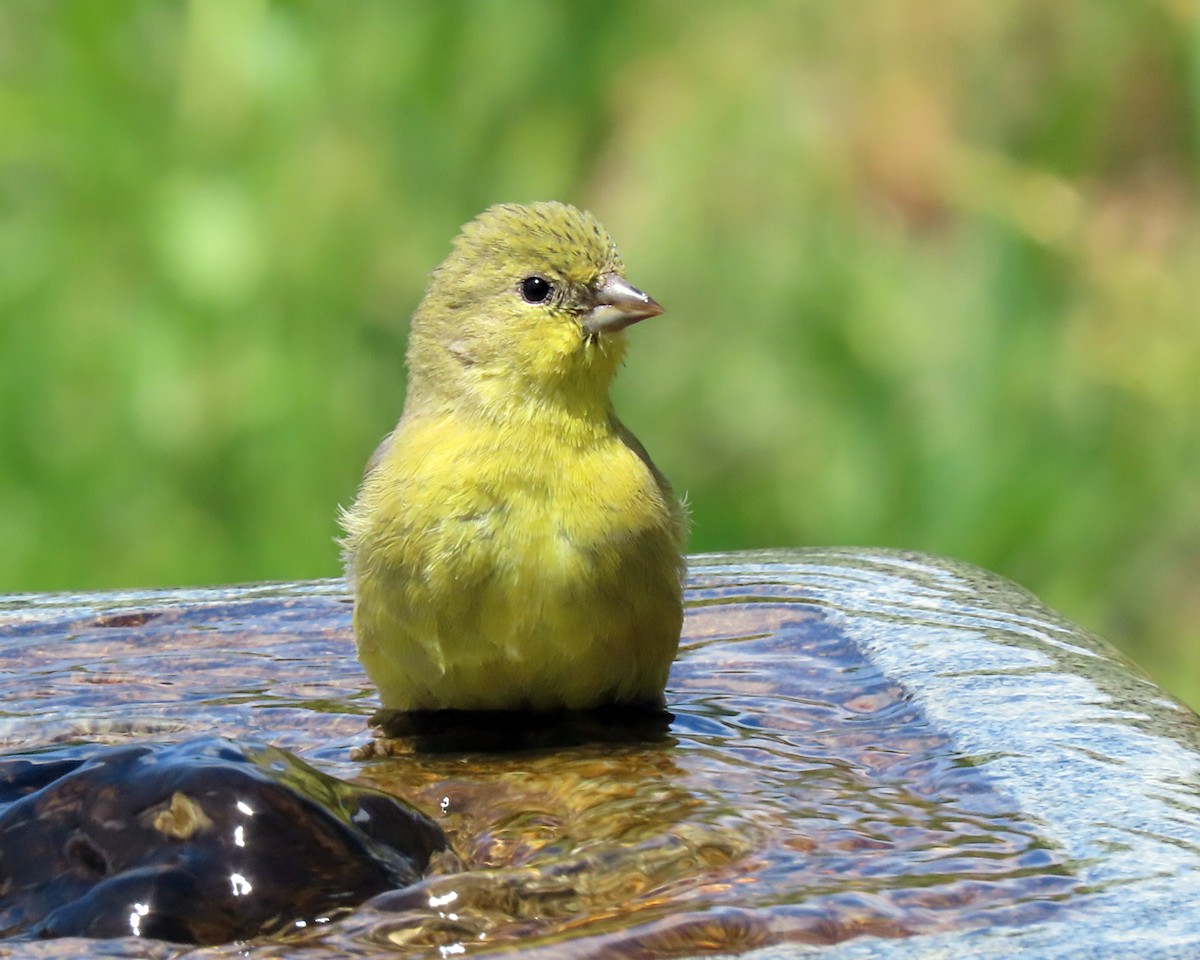 Lesser Goldfinch - ML620318020