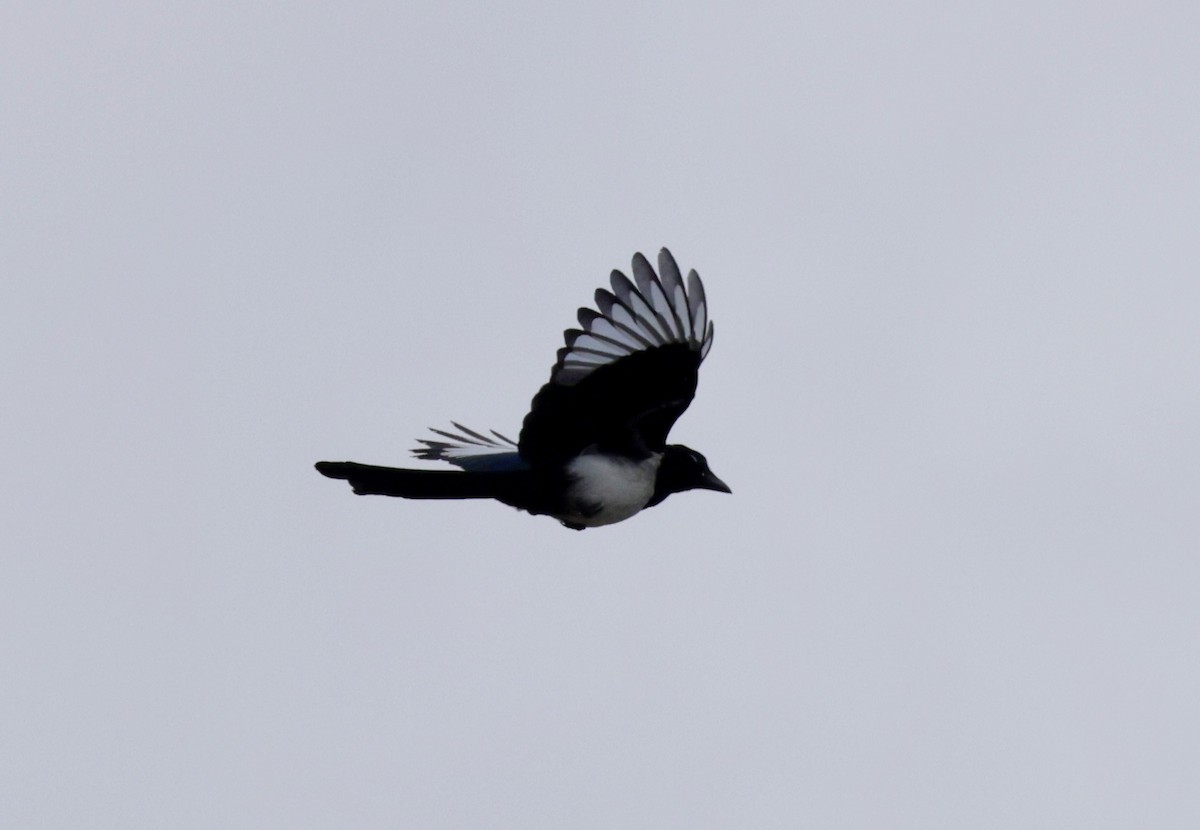 Eurasian Magpie - ML620318022