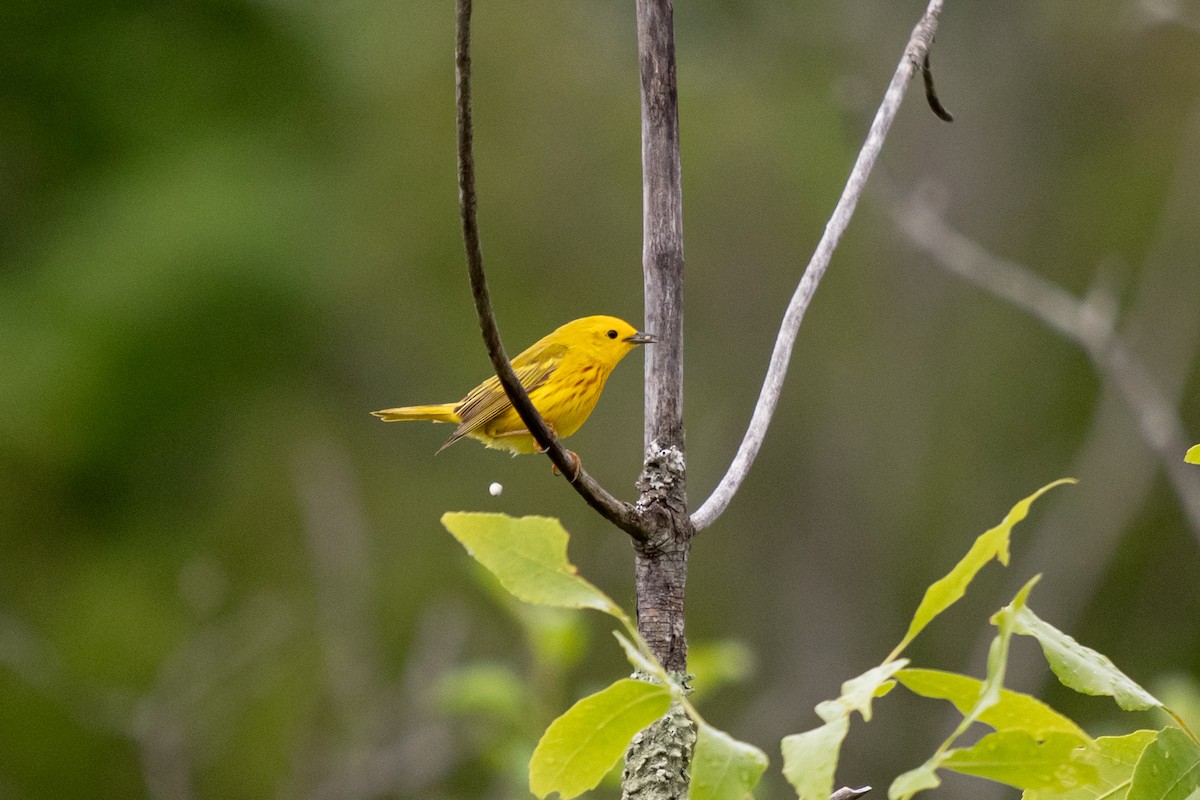 Yellow Warbler - ML620318024