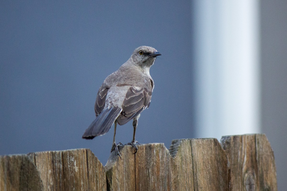 Northern Mockingbird - ML620318026