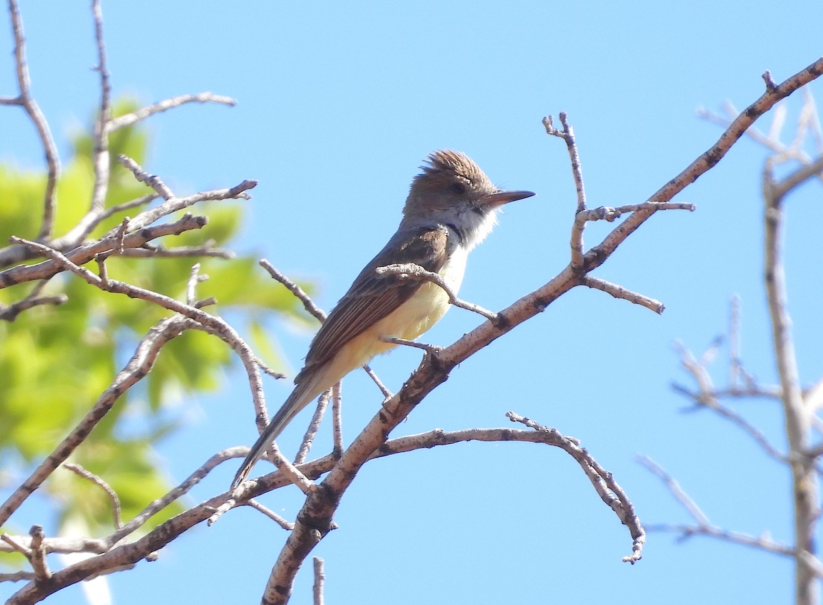 Dusky-capped Flycatcher - ML620318028