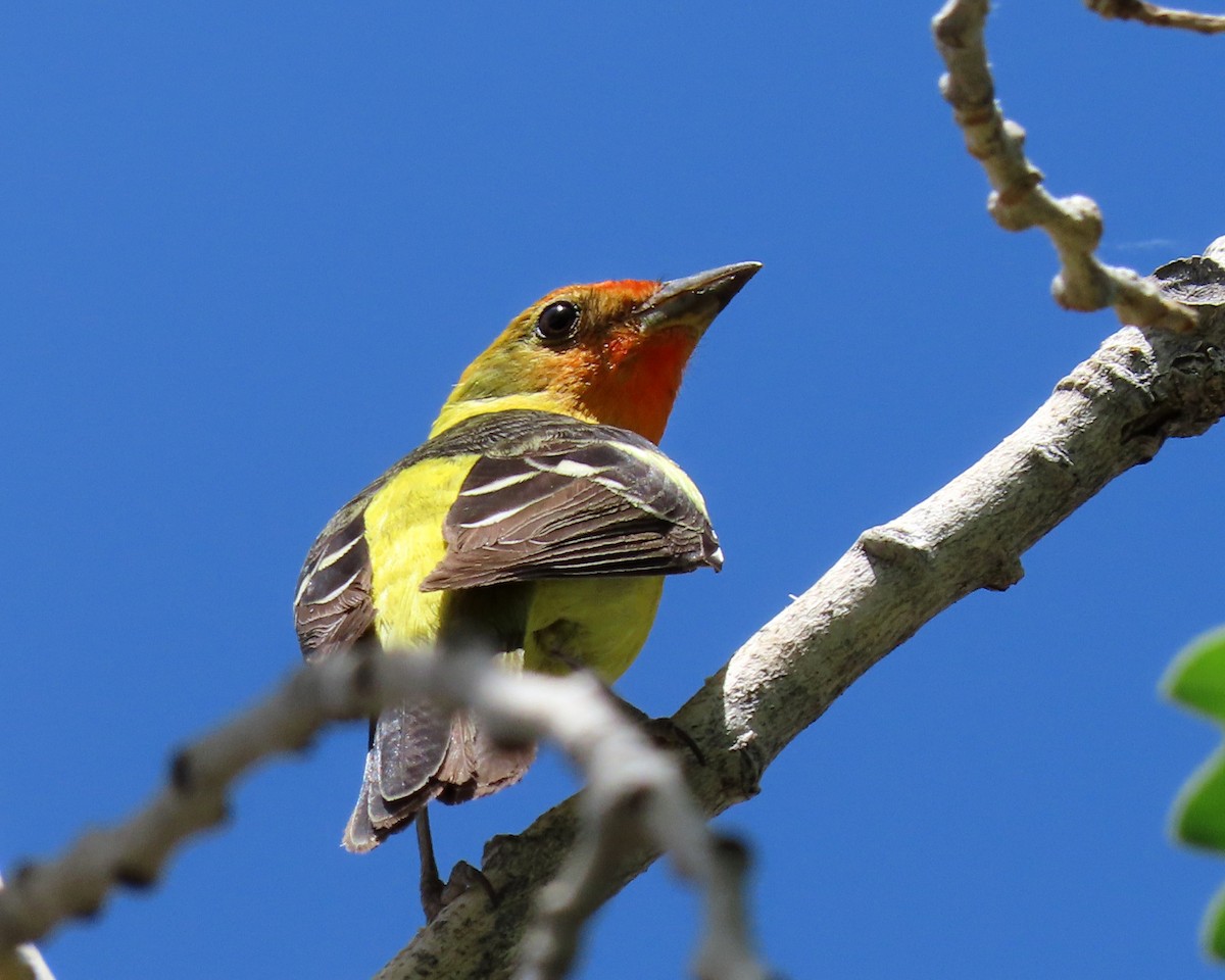 Western Tanager - ML620318030
