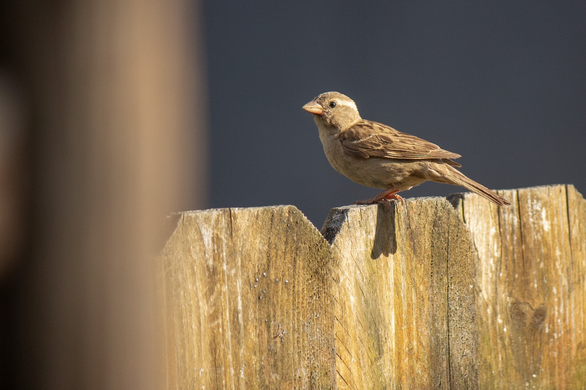 House Sparrow - ML620318032