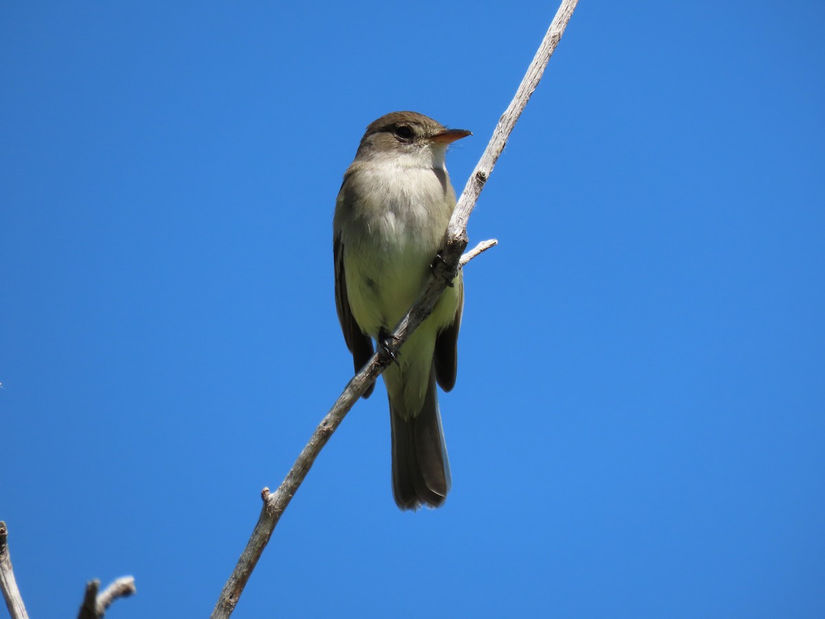 Willow Flycatcher - ML620318043