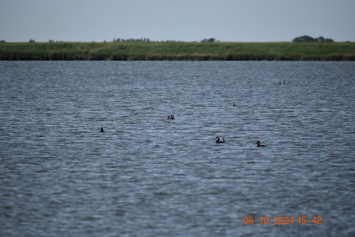 Ruddy Duck - ML620318046