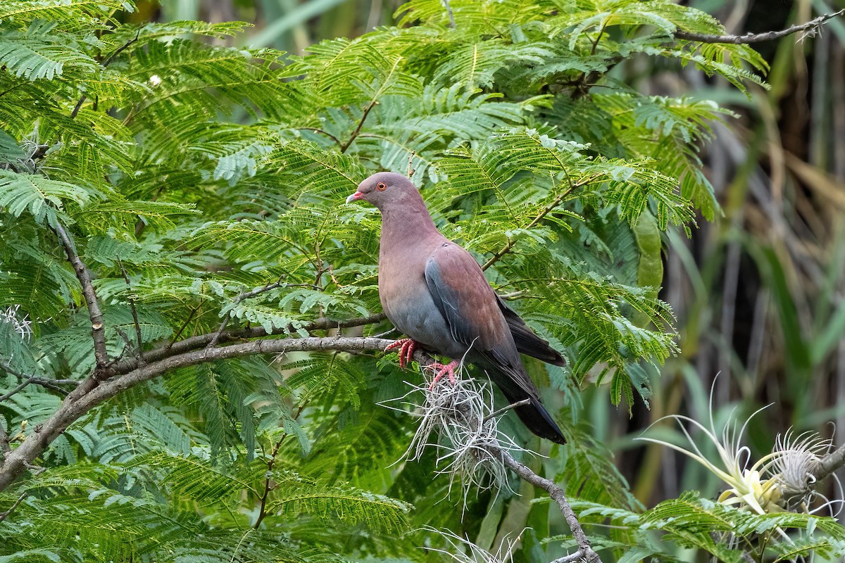 Pigeon du Pérou - ML620318048