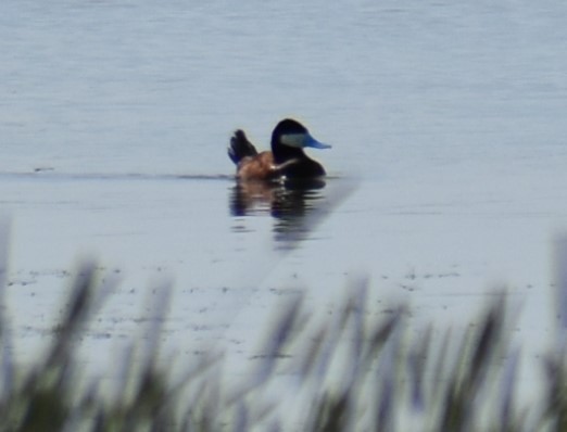 Ruddy Duck - ML620318053