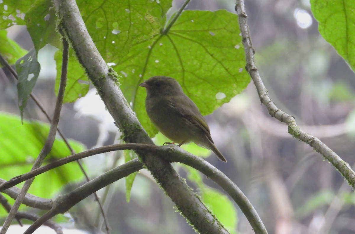 Golden-winged Manakin - ML620318055