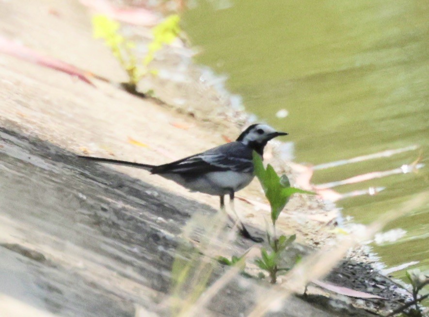 White Wagtail - ML620318059