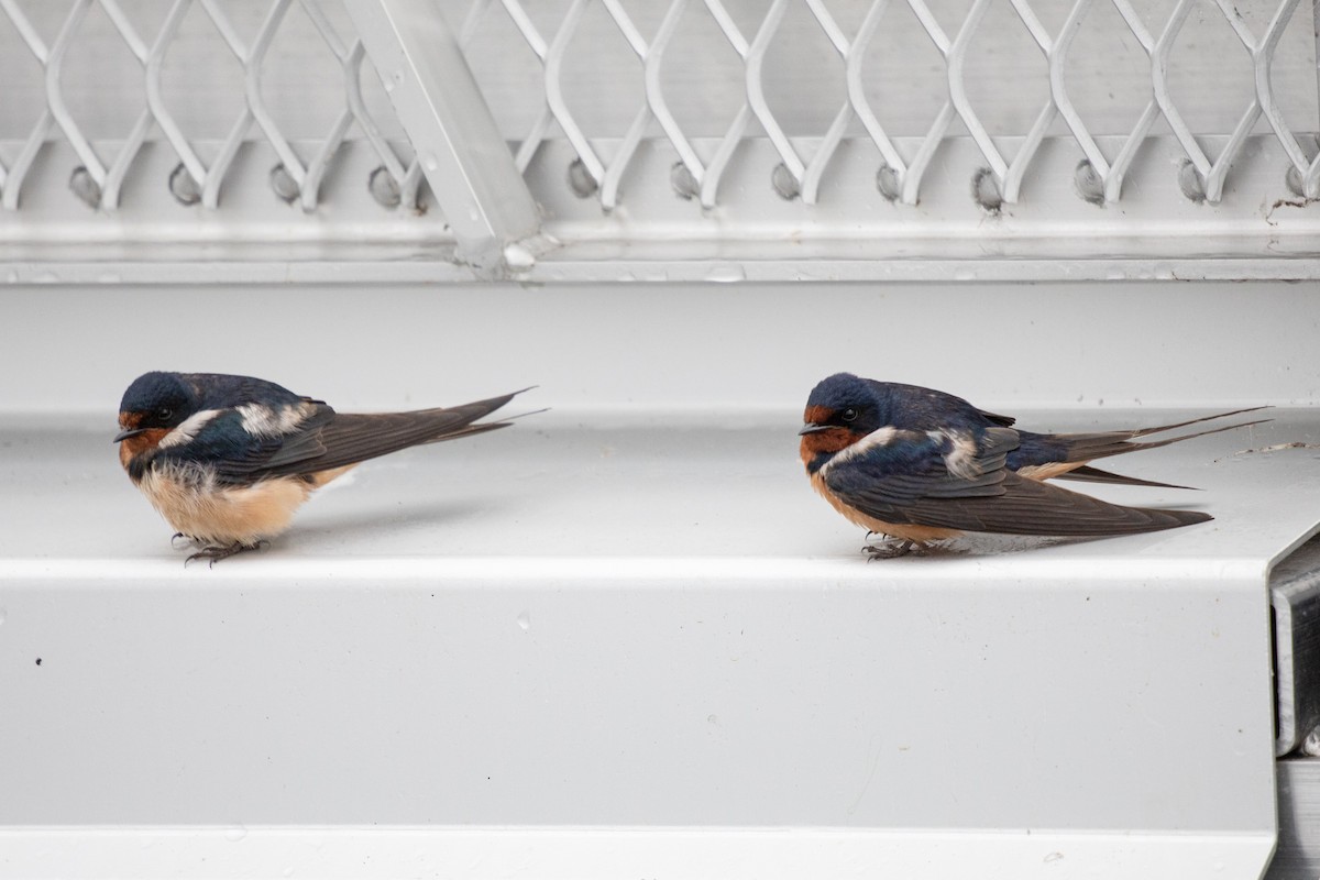 Barn Swallow - ML620318061