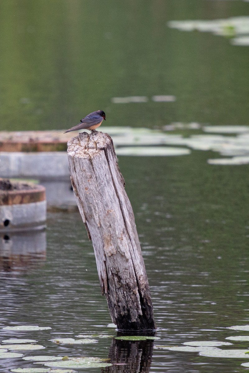 Barn Swallow - ML620318062