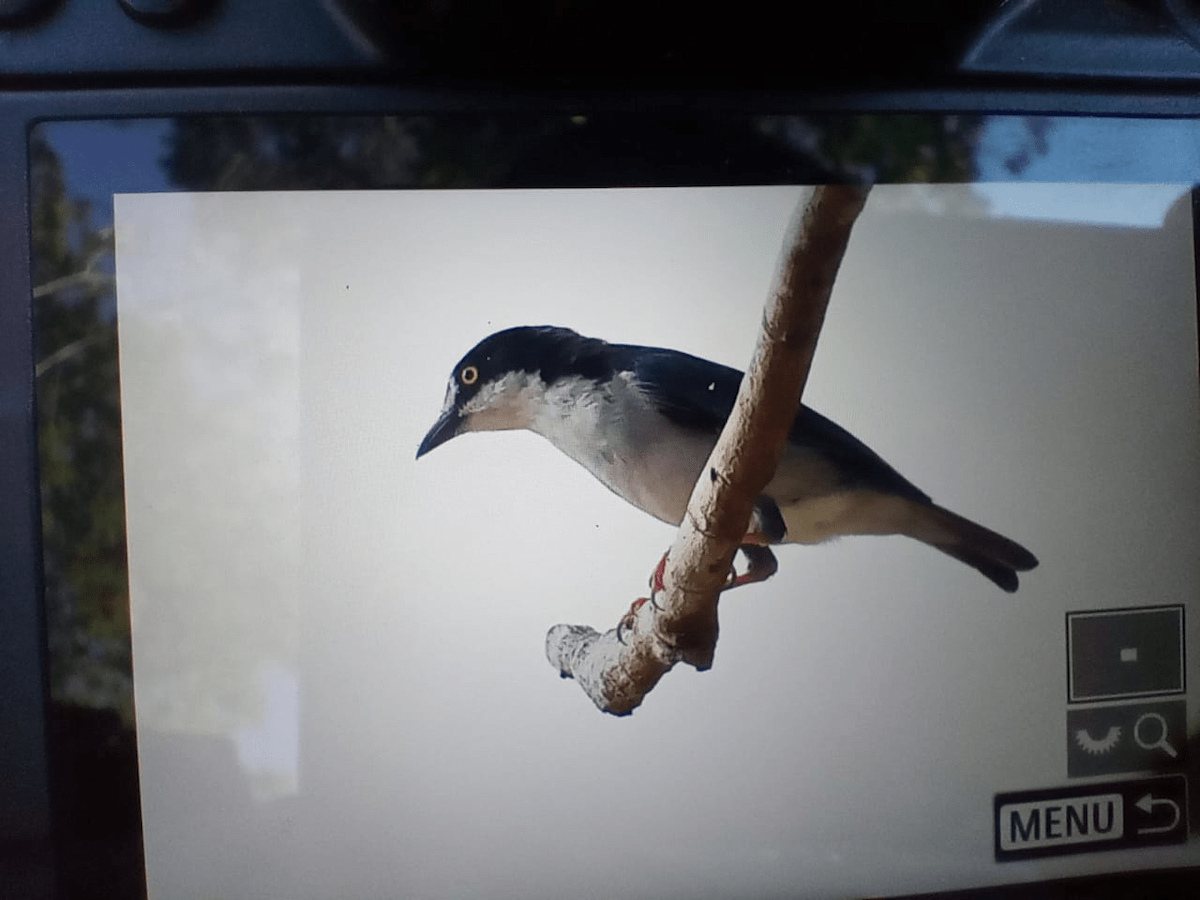 Hooded Tanager - ML620318069