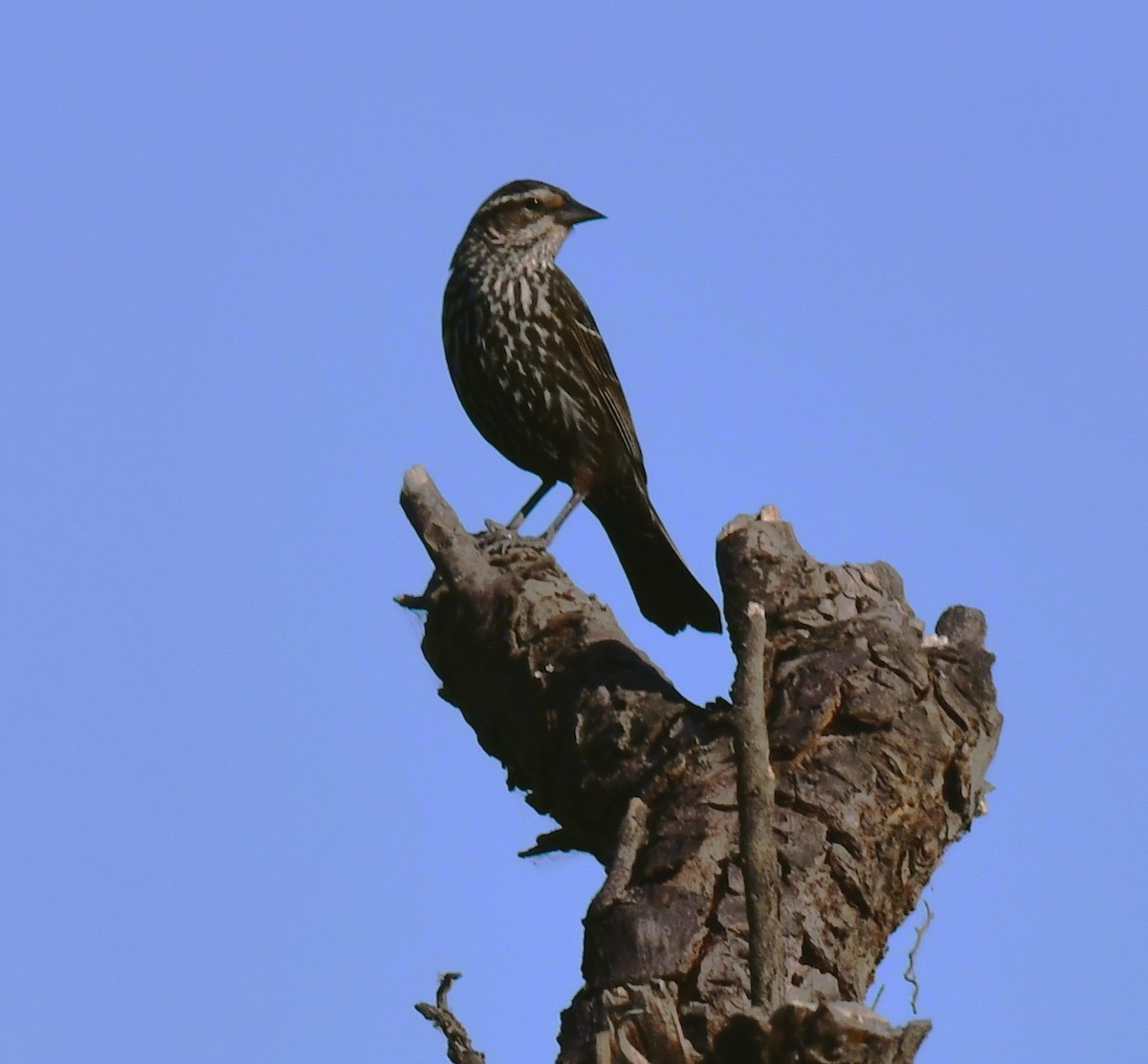 Red-winged Blackbird - ML620318082