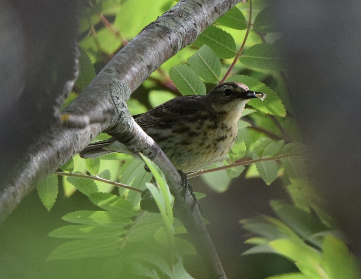 Rock Pipit - ML620318083