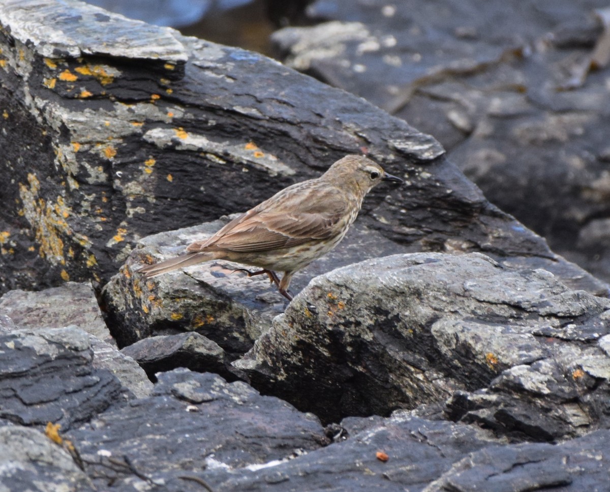 Rock Pipit - ML620318088