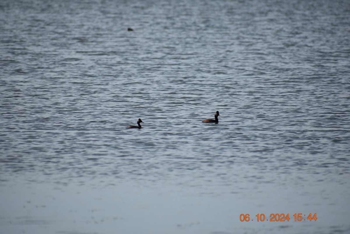 Eared Grebe - ML620318089