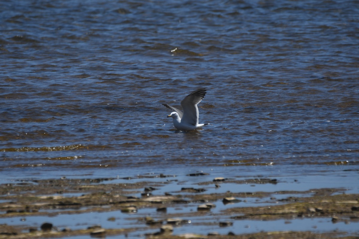 Black-tailed Gull - ML620318093