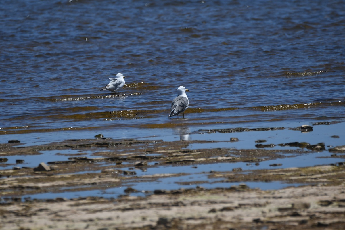 Black-tailed Gull - ML620318094