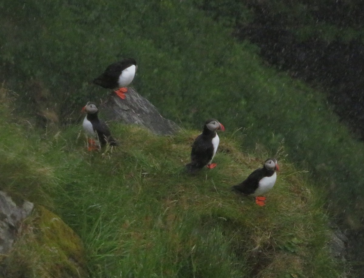 Atlantic Puffin - ML620318095