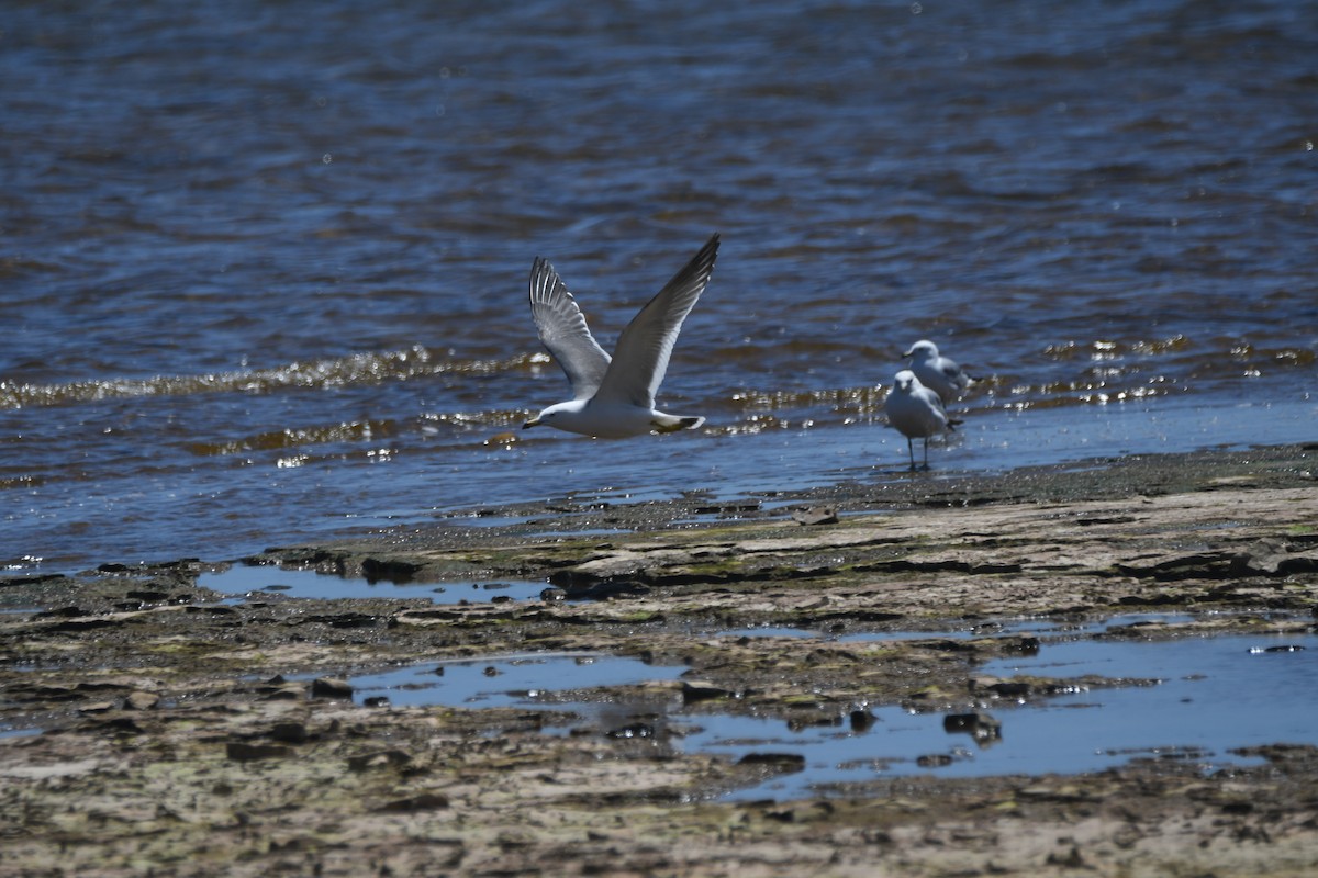 Black-tailed Gull - ML620318096