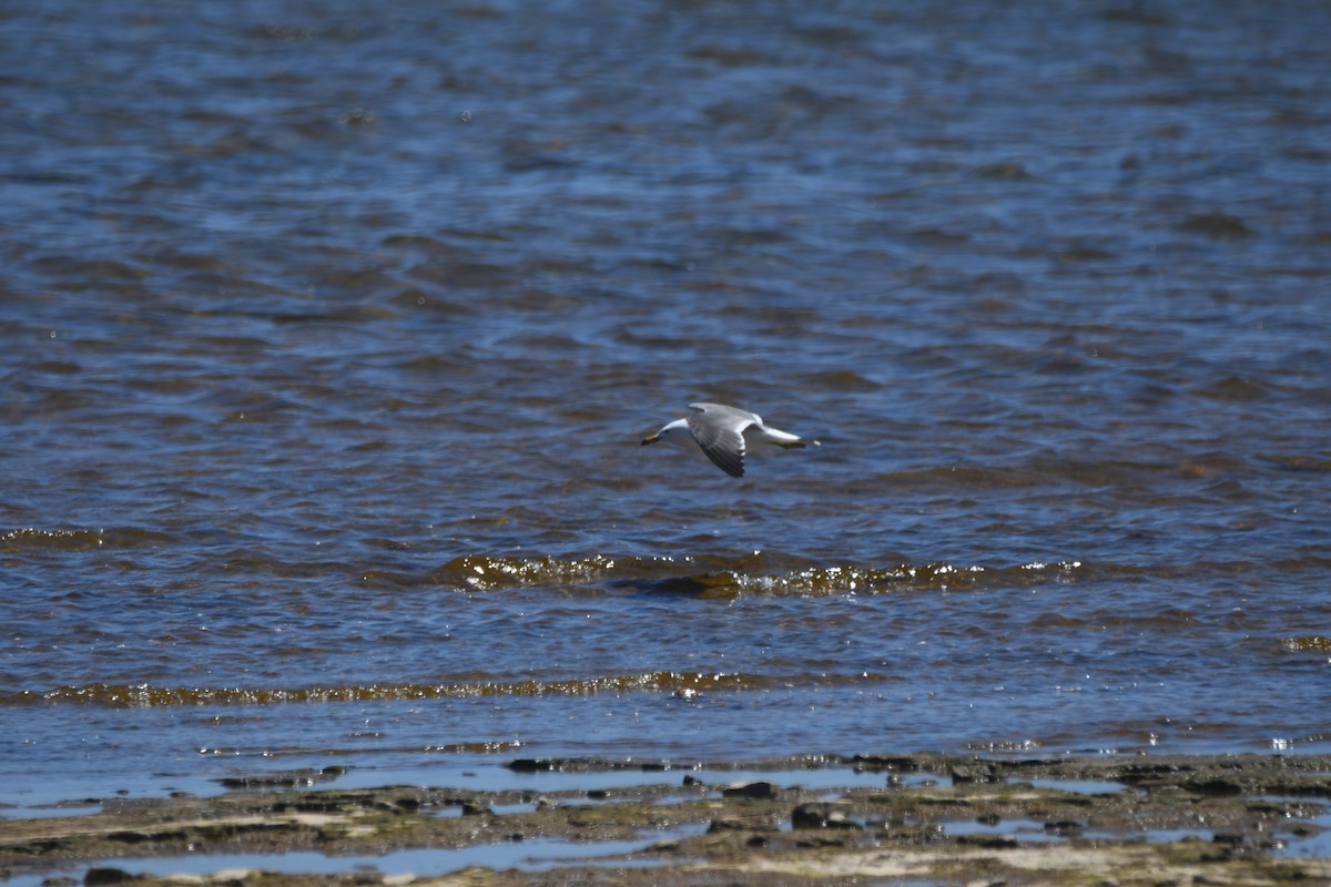 Black-tailed Gull - ML620318098