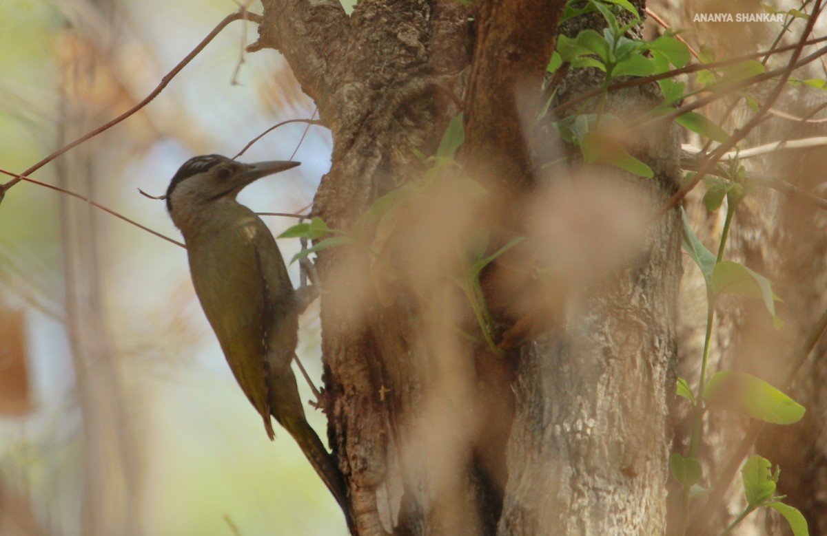 Gray-headed Woodpecker - ML620318101