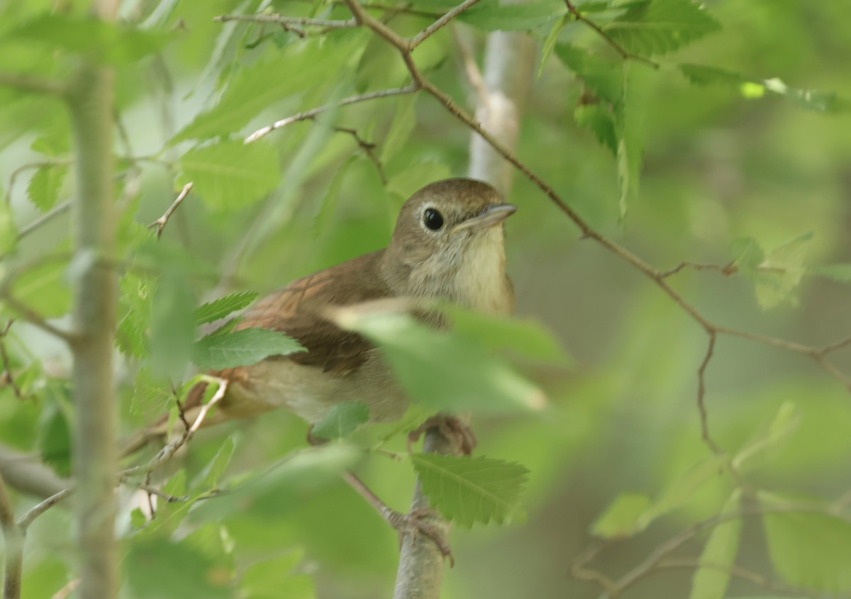 Common Nightingale - ML620318105