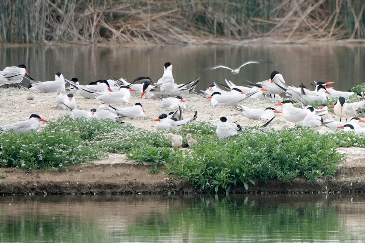 Caspian Tern - ML620318107