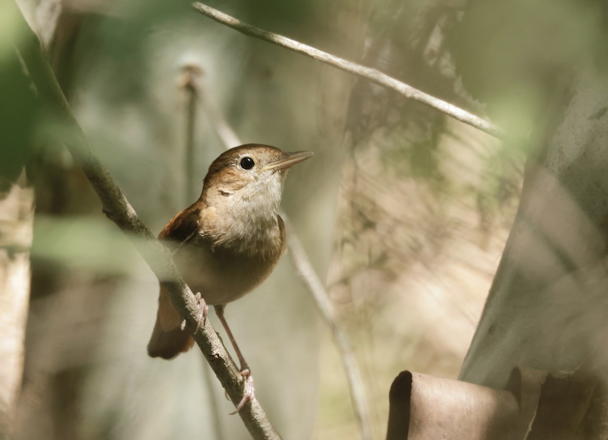 Common Nightingale - ML620318108